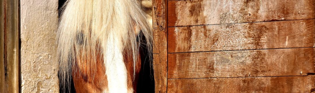 horse-horse-stable-animal-2196654 horse, horse stable, animal-2196654.jpg